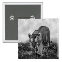 Baby Tiger stalking in Black and white Pins