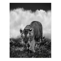 Baby Tiger stalking in Black and white Post Card