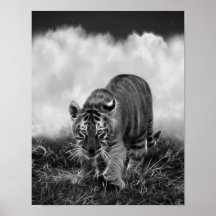 Baby Tiger stalking in Black and white Poster