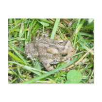 Baby Toad Postcard