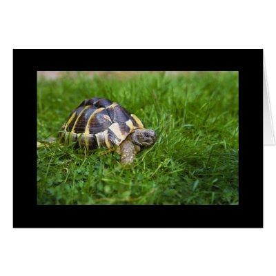 Baby Tortoise Cards by alternateworlds