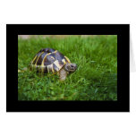 Baby Tortoise cards