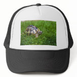 Baby Tortoise Trucker Hat