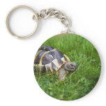 Baby Tortoise Keychain