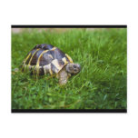 Baby Tortoise Post Cards