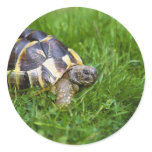 Baby Tortoise Sticker
