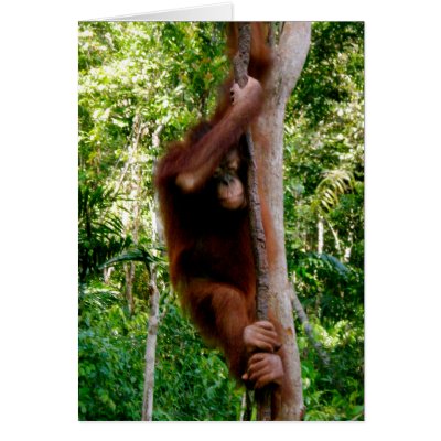 Baby Tree Hugger: Great Ape Card by Rebecca_Reeder
