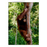 Baby Tree Hugger: Great Ape cards