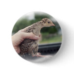 Baby turkey chick being held by a hand pins