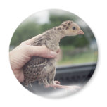 Baby turkey chick being held by a hand refrigerator magnet
