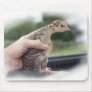Baby turkey chick being held by a hand mouse pad