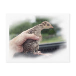 Baby turkey chick being held by a hand post card