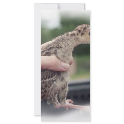 Baby turkey chick being held by a hand custom rack card by SusansZooCrew