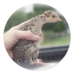 Baby turkey chick being held by a hand stickers