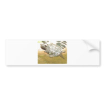 BABY TURTLE BUMPER STICKERS