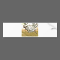 BABY TURTLE bumper stickers