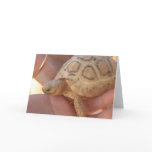 Baby Turtle cards