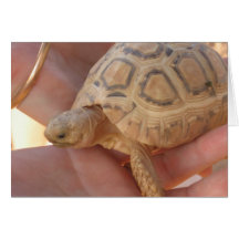 Baby Turtle Cards