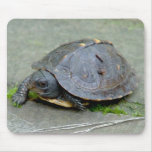 Baby Turtle Mousepad