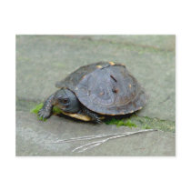 Baby Turtle Postcard