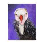Baby Vulture Postcards