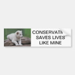 Baby white lion cub 2 bumper stickers