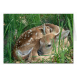 Baby White Tail Card