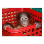 Baby Wild Animal Orphan cards