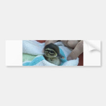 Baby Wood Duck Bumper Sticker