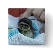 Baby Wood Duck