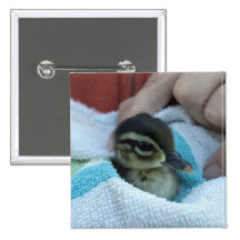 Baby Wood Duck Button