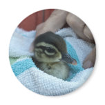 Baby Wood Duck