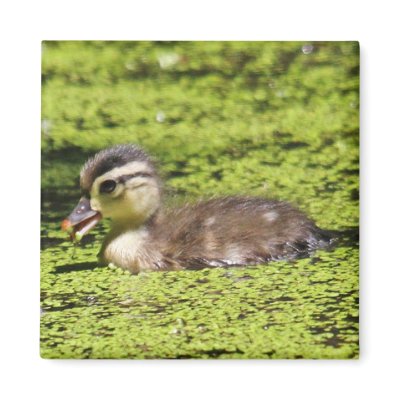 Baby Wood Duck Magnet by DEidamPhoto