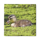 Baby Wood Duck Magnet