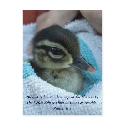 Baby Wood Duck Post Card by PeacefulPlaces