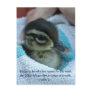 Baby Wood Duck Post Card