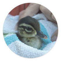Baby Wood Duck