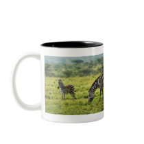Baby zebra calendars mugs