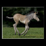 Baby Zebra Postcard postcards