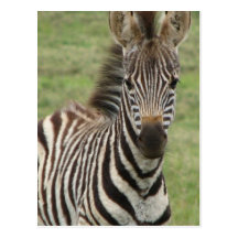Baby Zebra Postcard