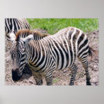 Baby Zebra Poster