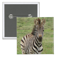 Baby Zebra Square Pin