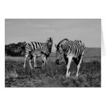 Baby zebra suckling greeting card