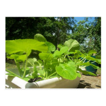 Baby zucchini plants in the front porch garden postcards
