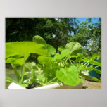 Baby zucchini plants in the front porch garden poster
