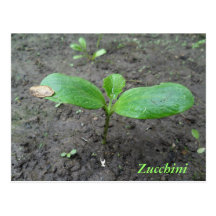 Baby Zucchini Sprout Postcard