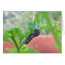 BabySwallowtailCaterpillar Greeting Cards