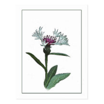 Bachelor Button Botanical Photo-Sketch Postcard