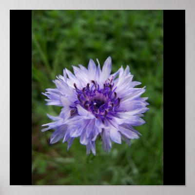 Bachelor's Button by Jocelyn Burke Posters by talaglenexotics