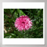 Bachelors Button Pink by Jocelyn Burke Poster